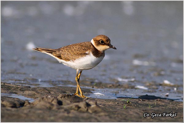 013_little_ringed_plover.jpg - Little Ringed Plover, Charadrius dubius, alar slepic, Mesto - Location: Slano kopovo, Serbia