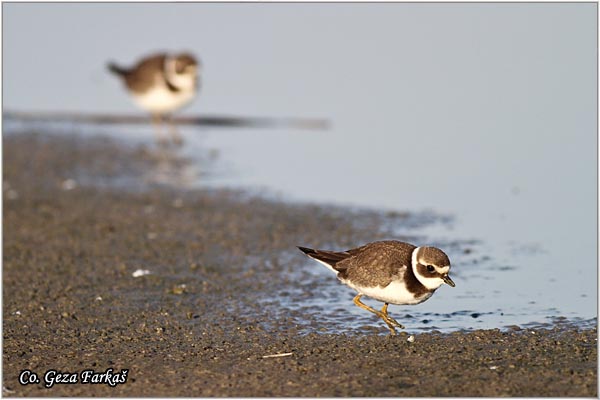 014_little_ringed_plover.jpg - Little Ringed Plover, Charadrius dubius, alar slepic, Location: Koviljski rit, Serbia