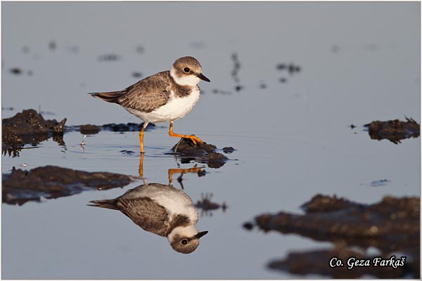 015_little_ringed_plover.jpg - Little Ringed Plover, Charadrius dubius, alar slepic, Location: Koviljski rit, Serbia