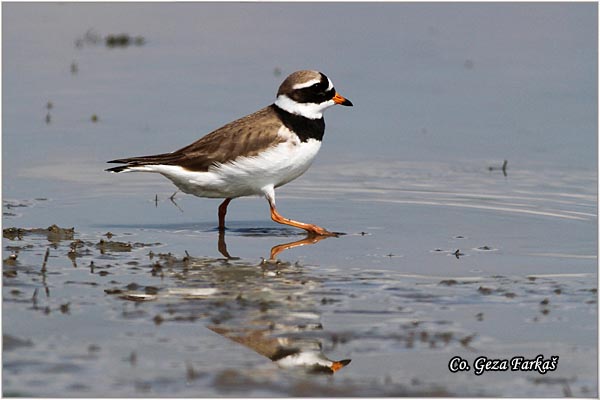 020_ringed_plover.jpg - Ringed Plover, Charadrius hiaticula,  alar blatic sprutka, Mesto - Location: Slano kopovo, Serbia