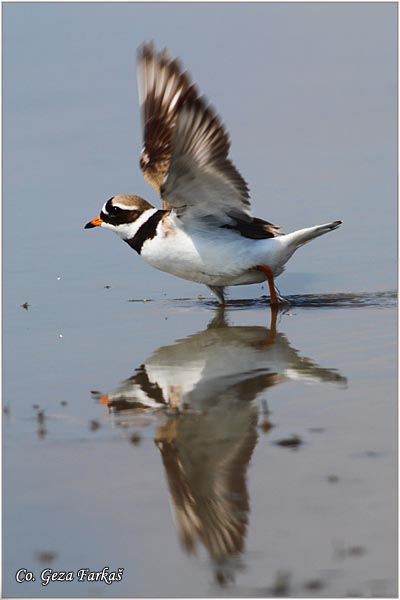 021_ringed_plover.jpg - Ringed Plover, Charadrius hiaticula,  alar blatic sprutka, Mesto - Location: Slano kopovo, Serbia