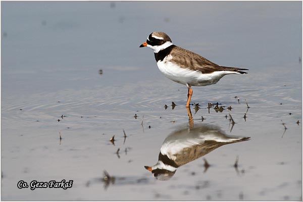 022_ringed_plover.jpg - Ringed Plover, Charadrius hiaticula,  alar blatic sprutka, Mesto - Location: Slano kopovo, Serbia