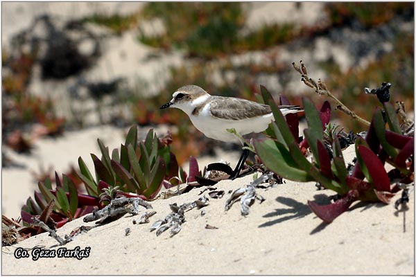 030_kentish_plover.jpg - Kentish Plover, Charadrius alexandrinus, Mesto - Location: Hamamet, Tunisia