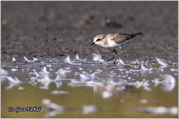 032_kentish_plover.jpg - Kentish Plover, Charadrius alexandrinus, Morski alar, Mesto - Location: Slano kopovo, Srbija