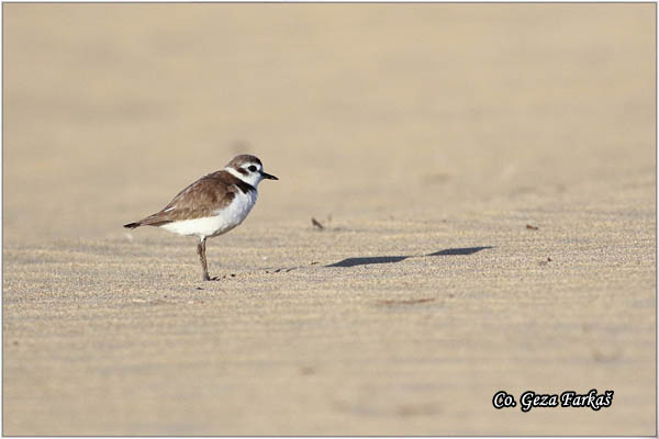 033_kentish_plover.jpg - Kentish Plover, Charadrius alexandrinus, Morski zalar, Mesto - Location: Gran Canaria Spain