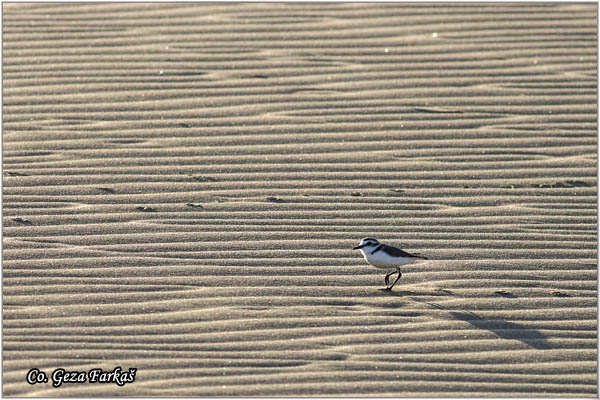 034_kentish_plover.jpg - Kentish Plover, Charadrius alexandrinus, Morski zalar, Mesto - Location: Gran Canaria Spain