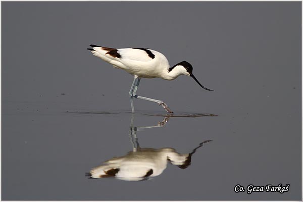 050_avocet.jpg - Avocet, Recurvirostra avosetta, Sabljarka, Mesto - Location: Rusanda, Serbia