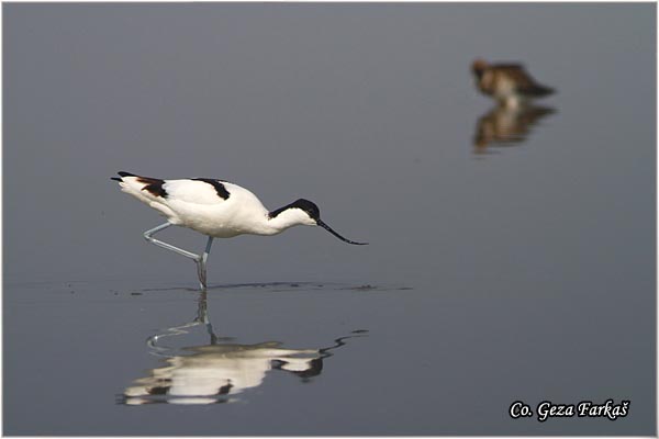 051_avocet.jpg - Avocet, Recurvirostra avosetta, Sabljarka, Mesto - Location: Rusanda, Serbia