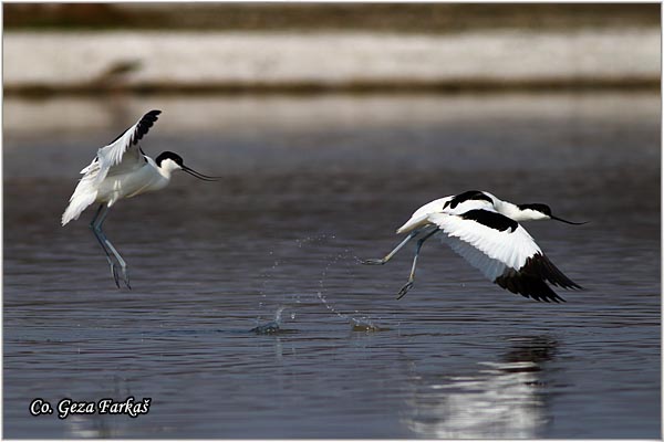 052_avocet.jpg - Avocet, Recurvirostra avosetta, Sabljarka, Mesto - Location: Rusanda, Serbia