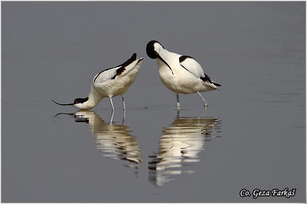 054_avocet.jpg - Avocet, Recurvirostra avosetta, Sabljarka, Mesto - Location: Rusanda, Serbia