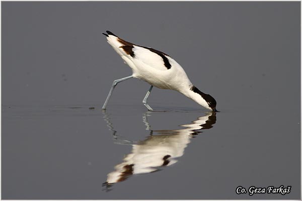 055_avocet.jpg - Avocet, Recurvirostra avosetta, Sabljarka, Mesto - Location: Rusanda, Serbia