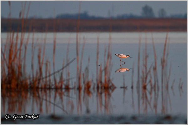 057_avocet.jpg - Avocet, Recurvirostra avosetta, Sabljarka, Mesto - Location: Slano kopovo, Serbia