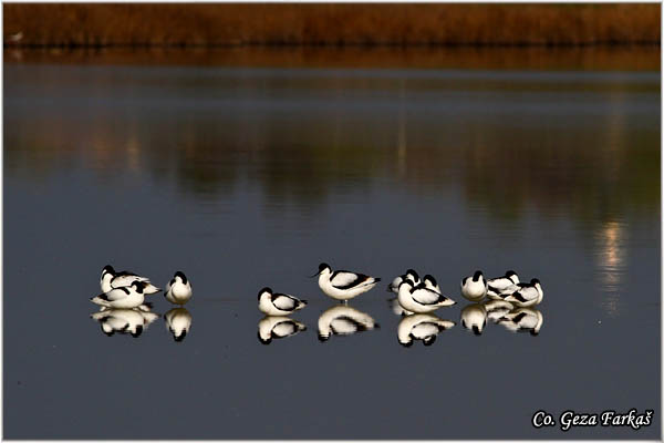 058_avocet.jpg - Avocet, Recurvirostra avosetta, Sabljarka, Mesto - Location: Slano kopovo, Serbia