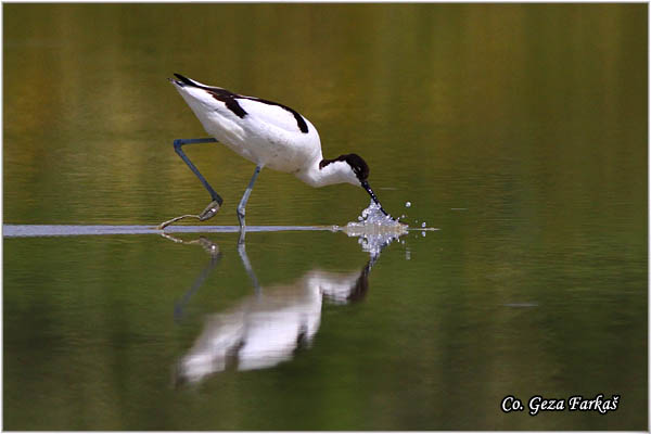 059_avocet.jpg - Avocet, Recurvirostra avosetta, Sabljarka, Mesto - Location: Rusanda, Serbia