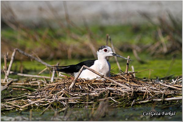 107_black-winged_stilt.jpg - Black-winged Stilt, Himantopus himantopus, Vlastelica, Mesto - Location: Carska bara, Serbia