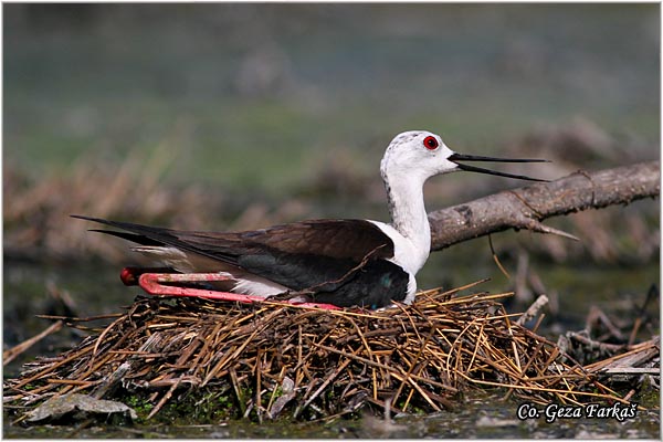 108_black-winged_stilt.jpg - Black-winged Stilt, Himantopus himantopus, Vlastelica, Mesto - Location: Carska bara, Serbia