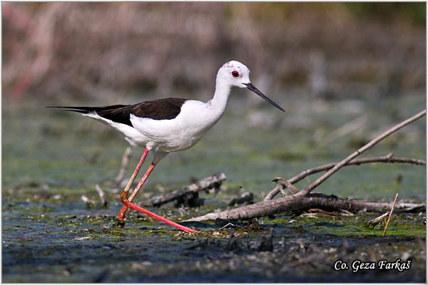 109_black-winged_stilt.jpg - Black-winged Stilt, Himantopus himantopus, Vlastelica, Mesto - Location: Carska bara, Serbia