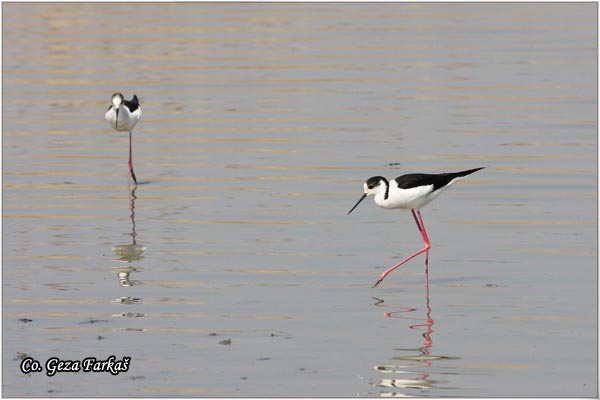 120_black-winged_stilt.jpg - Black-winged Stilt, Himantopus himantopus, Vlastelica, Mesto - Location: Rusanda, Serbia