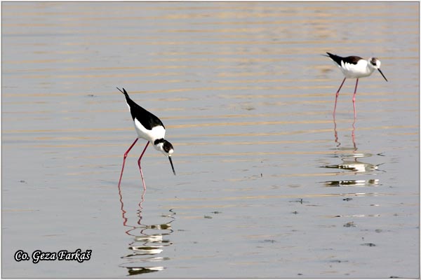 121_black-winged_stilt.jpg - Black-winged Stilt, Himantopus himantopus, Vlastelica, Mesto - Location: Rusanda, Serbia