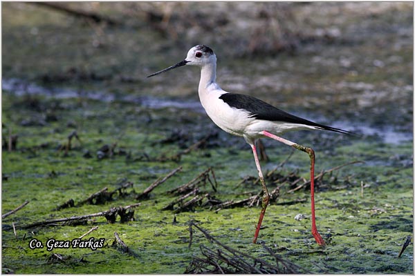 122_black-winged_stilt.jpg - Black-winged Stilt, Himantopus himantopus, Vlastelica, Mesto - Location: Carska bara, Serbia