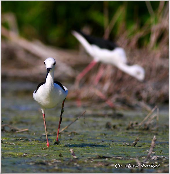 123_black-winged_stilt.jpg - Black-winged Stilt, Himantopus himantopus, Vlastelica, Mesto - Location: Rusanda, Serbia