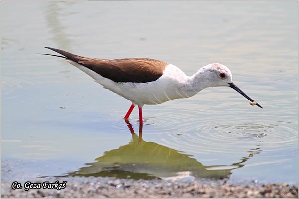 124_black-winged_stilt.jpg - Black-winged Stilt, Himantopus himantopus, Vlastelica, Mesto - Location: Palic lake, Serbia