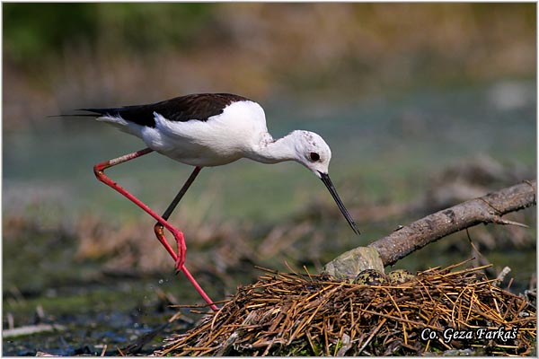 125_black-winged_stilt.jpg - Black-winged Stilt, Himantopus himantopus, Vlastelica, Mesto - Location: Palic lake, Serbia