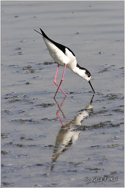 126_black-winged_stilt.jpg - Black-winged Stilt, Himantopus himantopus, Vlastelica, Mesto - Location: Rusanda, Serbia