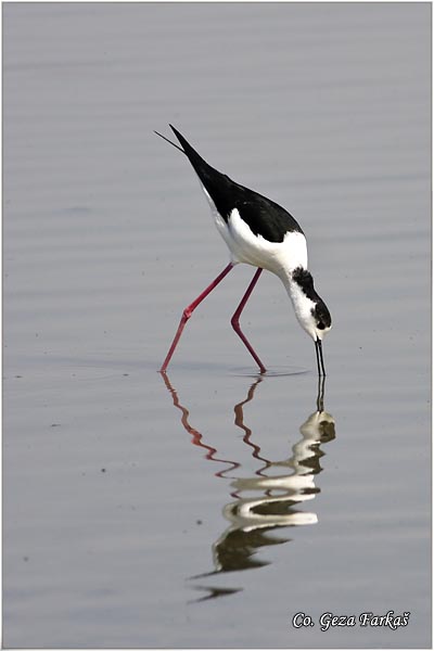 127_black-winged_stilt.jpg - Black-winged Stilt, Himantopus himantopus, Vlastelica, Mesto - Location: Rusanda, Serbia