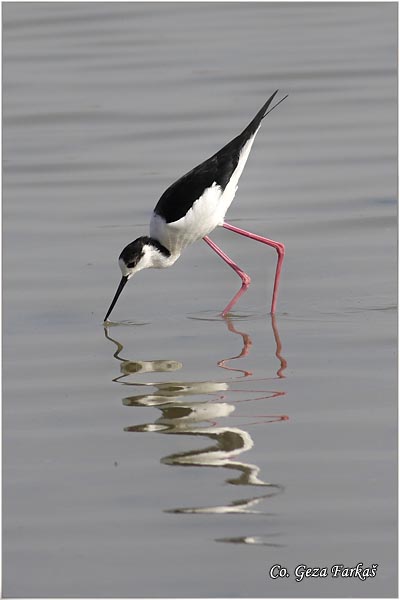 128_black-winged_stilt.jpg - Black-winged Stilt, Himantopus himantopus, Vlastelica, Mesto - Location: Rusanda, Serbia