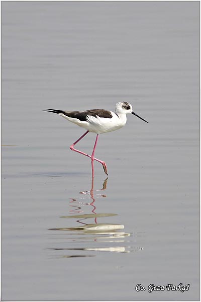 129_black-winged_stilt.jpg - Black-winged Stilt, Himantopus himantopus, Vlastelica, Mesto - Location: Rusanda, Serbia