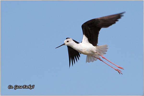 130_black-winged_stilt.jpg - Black-winged Stilt, Himantopus himantopus, Vlastelica, Mesto - Location: Rusanda, Serbia