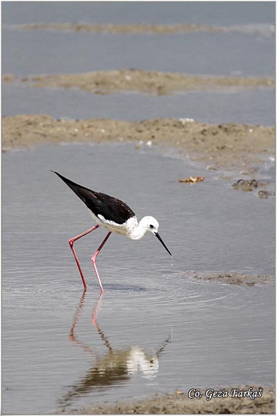 131_black-winged_stilt.jpg - Black-winged Stilt, Himantopus himantopus, Vlastelica, Mesto - Location: Rusanda, Serbia