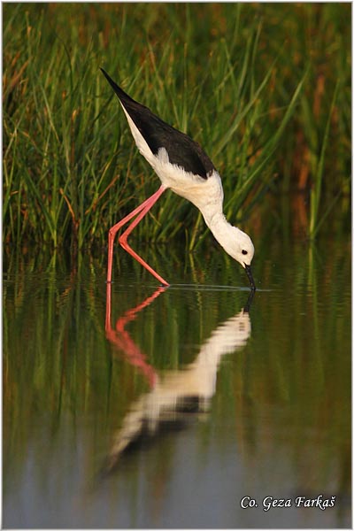 133_black-winged_stilt.jpg - Black-winged Stilt, Himantopus himantopus, Vlastelica, Mesto - Location: Rusanda, Serbia