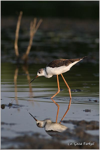 134_black-winged_stilt.jpg - Black-winged Stilt, Himantopus himantopus, Vlastelica, Mesto - Location: Koviljski rit, Serbia