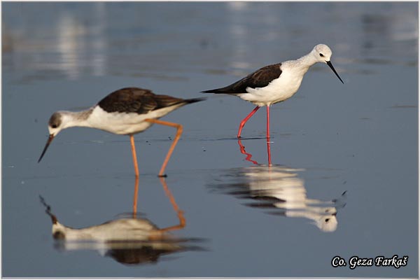 135_black-winged_stilt.jpg - Black-winged Stilt, Himantopus himantopus, Vlastelica, Mesto - Location: Koviljski rit, Serbia