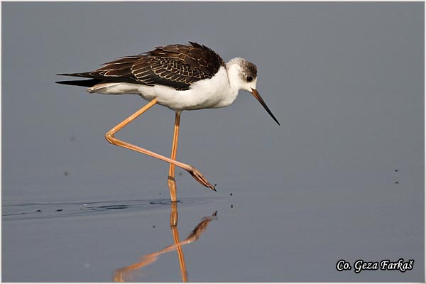 136_black-winged_stilt.jpg - Black-winged Stilt, Himantopus himantopus, Vlastelica, Mesto - Location: Koviljski rit, Serbia