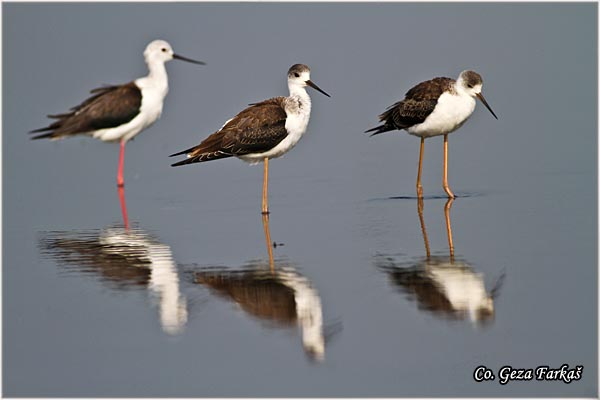 137_black-winged_stilt.jpg - Black-winged Stilt, Himantopus himantopus, Vlastelica, Mesto - Location: Koviljski rit, Serbia