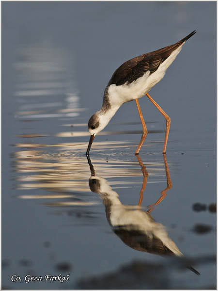 138_black-winged_stilt.jpg - Black-winged Stilt, Himantopus himantopus, Vlastelica, Mesto - Location: Koviljski rit, Serbia