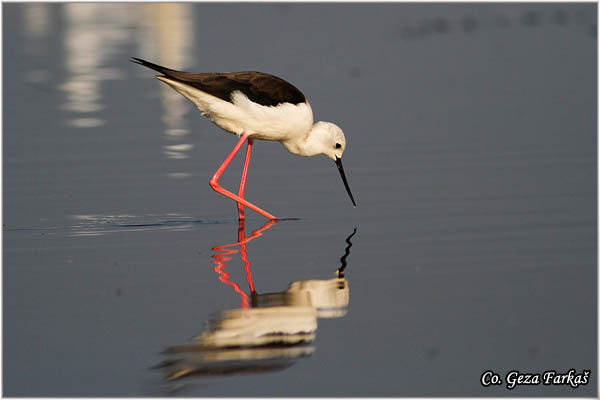 139_black-winged_stilt.jpg - Black-winged Stilt, Himantopus himantopus, Vlastelica, Mesto - Location: Koviljski rit, Serbia