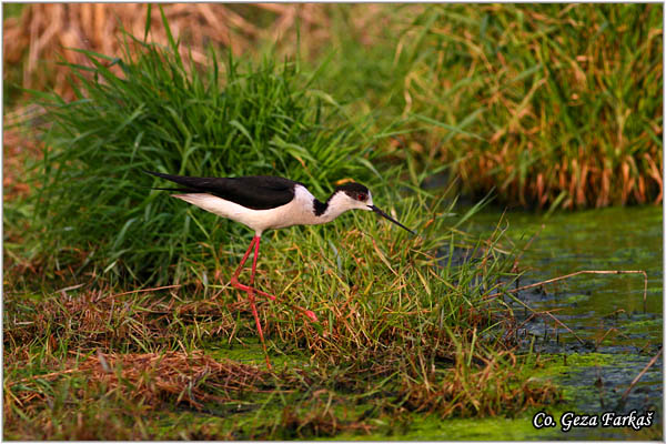 140_black-winged_stilt.jpg - Black-winged Stilt, Himantopus himantopus, Vlastelica, Mesto - Location: Temerin, Serbia