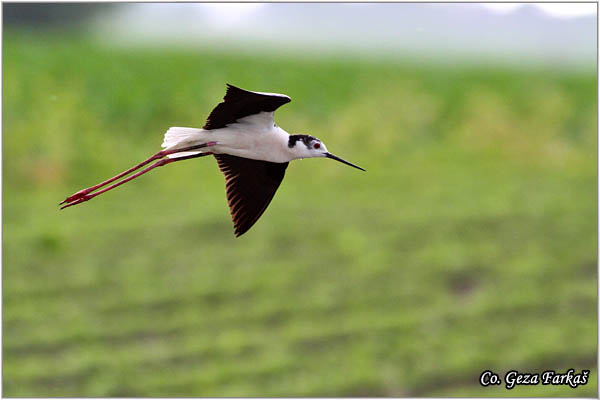 141_black-winged_stilt.jpg - Black-winged Stilt, Himantopus himantopus, Vlastelica, Mesto - Location: Temerin, Serbia