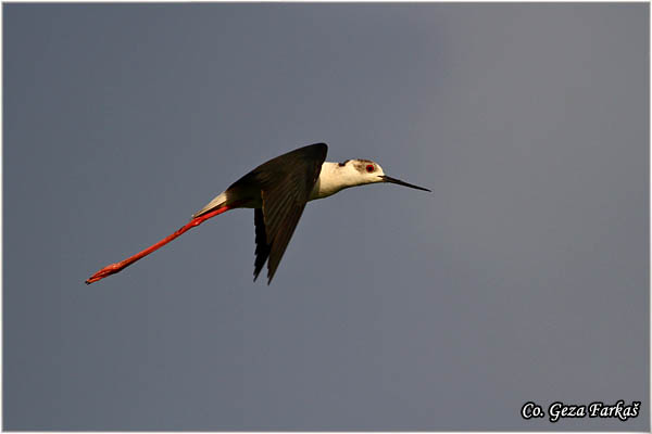 142_black-winged_stilt.jpg - Black-winged Stilt, Himantopus himantopus, Vlastelica, Mesto - Location: Temerin, Serbia