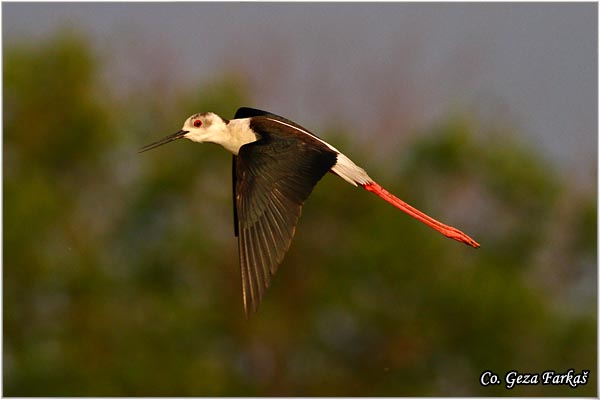 143_black-winged_stilt.jpg - Black-winged Stilt, Himantopus himantopus, Vlastelica, Mesto - Location: Temerin, Serbia