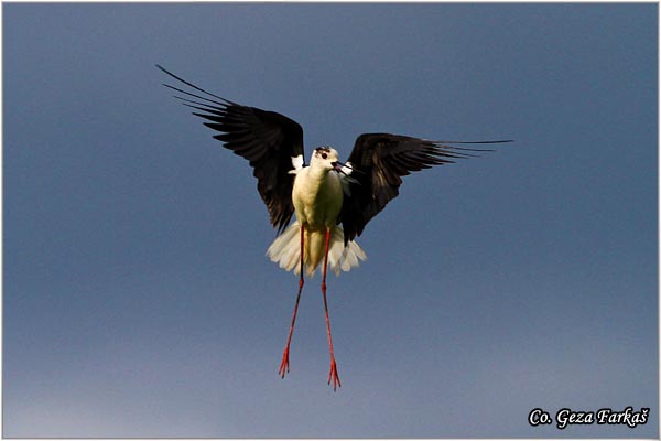 144_black-winged_stilt.jpg - Black-winged Stilt, Himantopus himantopus, Vlastelica, Mesto - Location: Temerin, Serbia