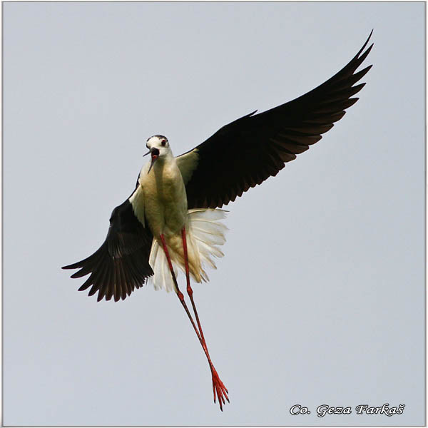 145_black-winged_stilt.jpg - Black-winged Stilt, Himantopus himantopus, Vlastelica, Mesto - Location: Temerin, Serbia