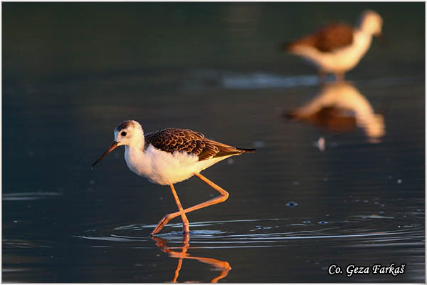 146_black-winged_stilt.jpg - Black-winged Stilt, Himantopus himantopus, Vlastelica, Mesto - Location: Koviljski rit, Serbia