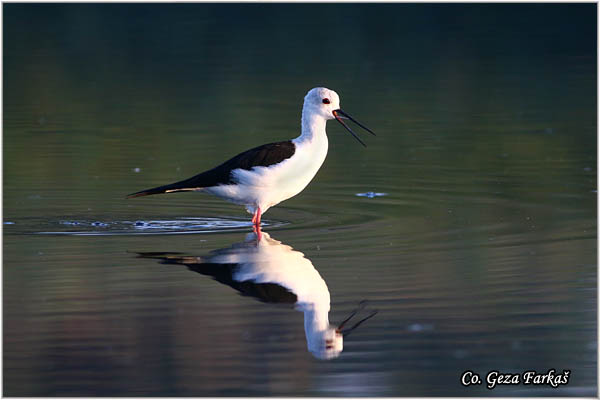 147_black-winged_stilt.jpg - Black-winged Stilt, Himantopus himantopus, Vlastelica, Mesto - Location: Koviljski rit, Serbia