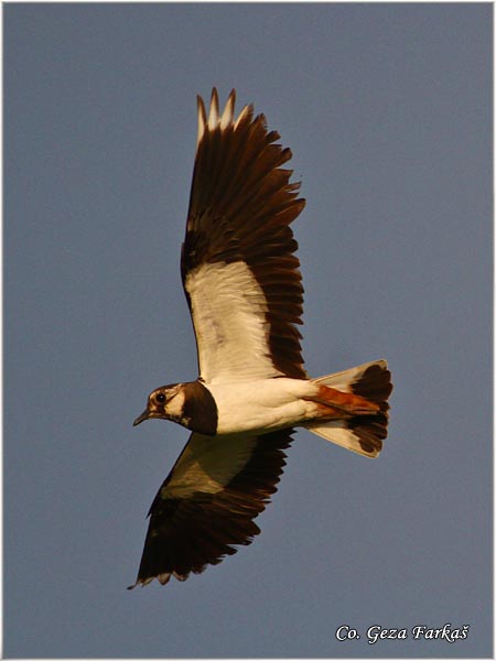 233_lapwing.jpg - Lapwing, Vanellus vanellus ,Vivak,  Mesto - Location: Temerin, Serbia