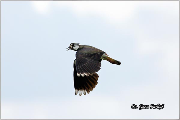 234_lapwing.jpg - Lapwing, Vanellus vanellus ,Vivak,  Mesto - Location: Koviljski rit, Serbia